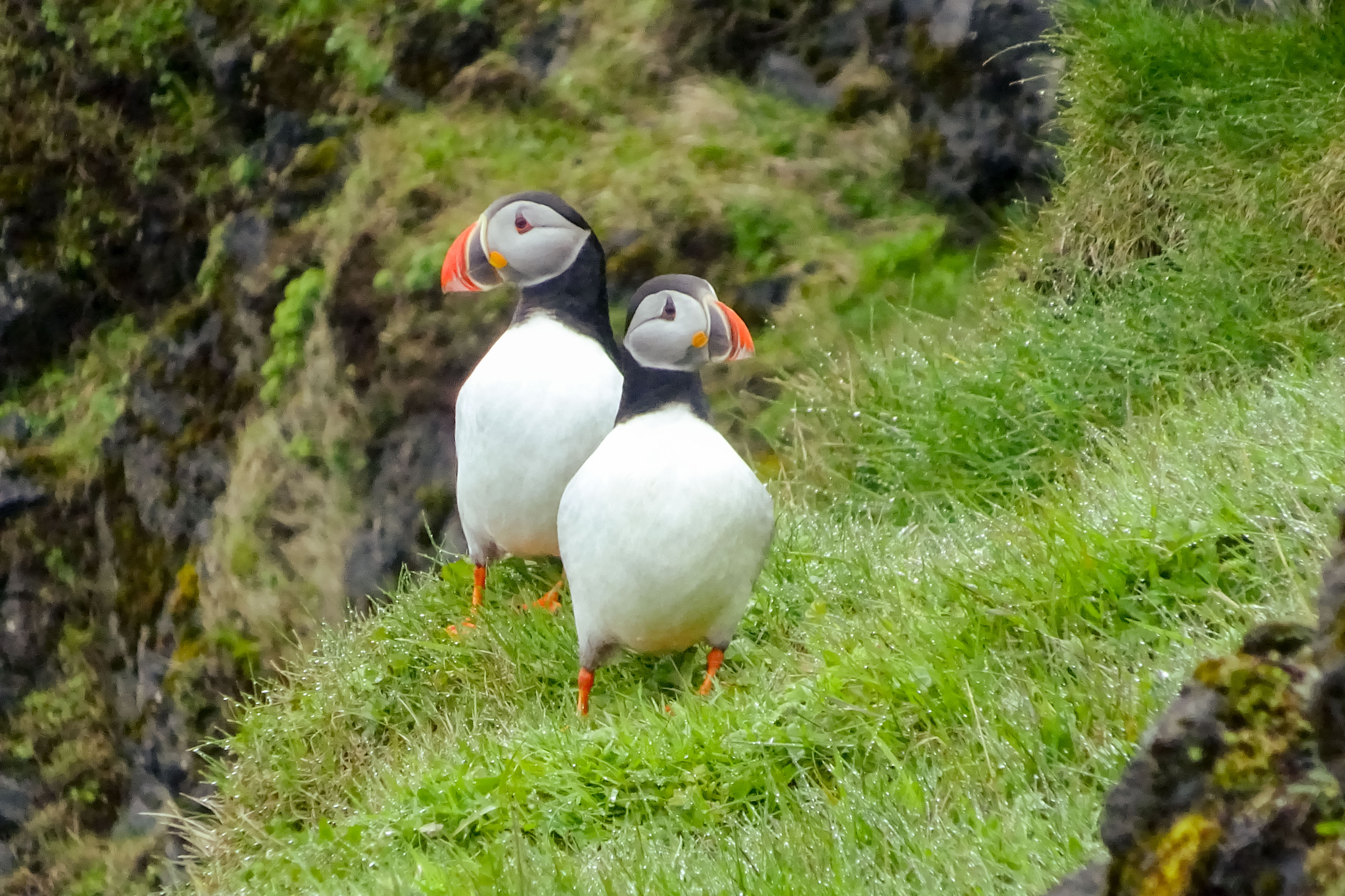 003 Papageientaucher.jpg