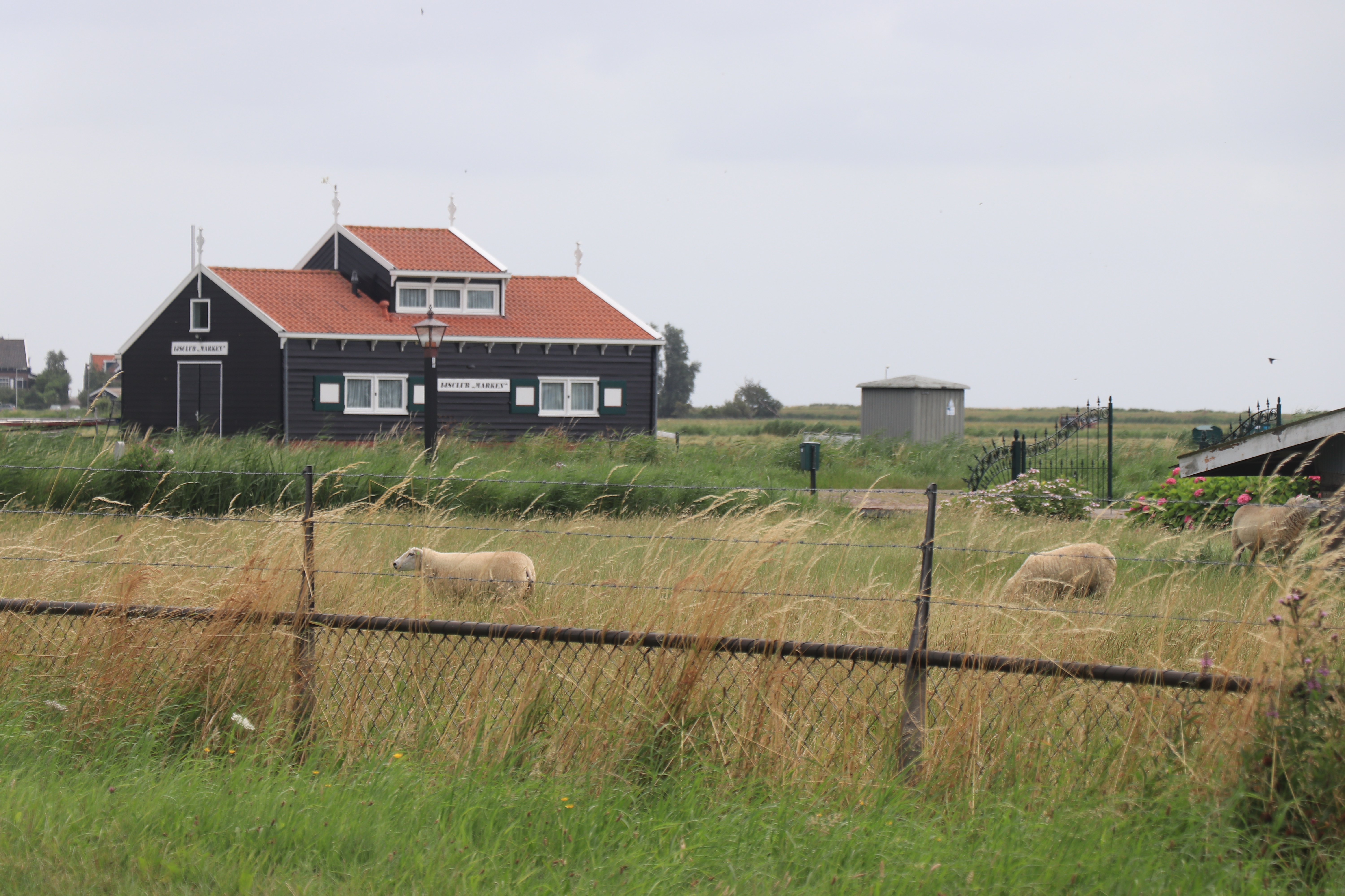 Schafe Auf Marken