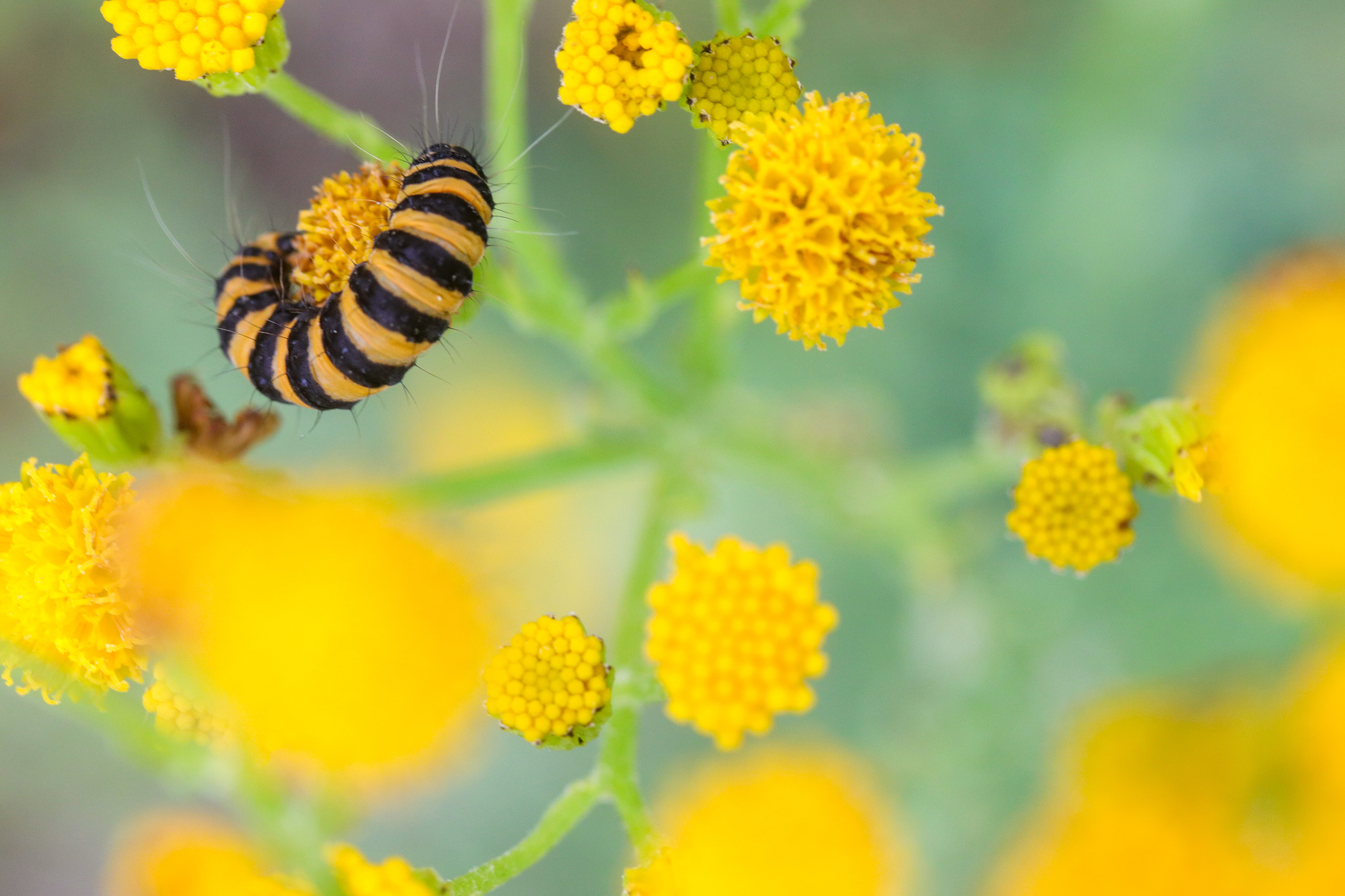 Gelbe Blumen Raupen