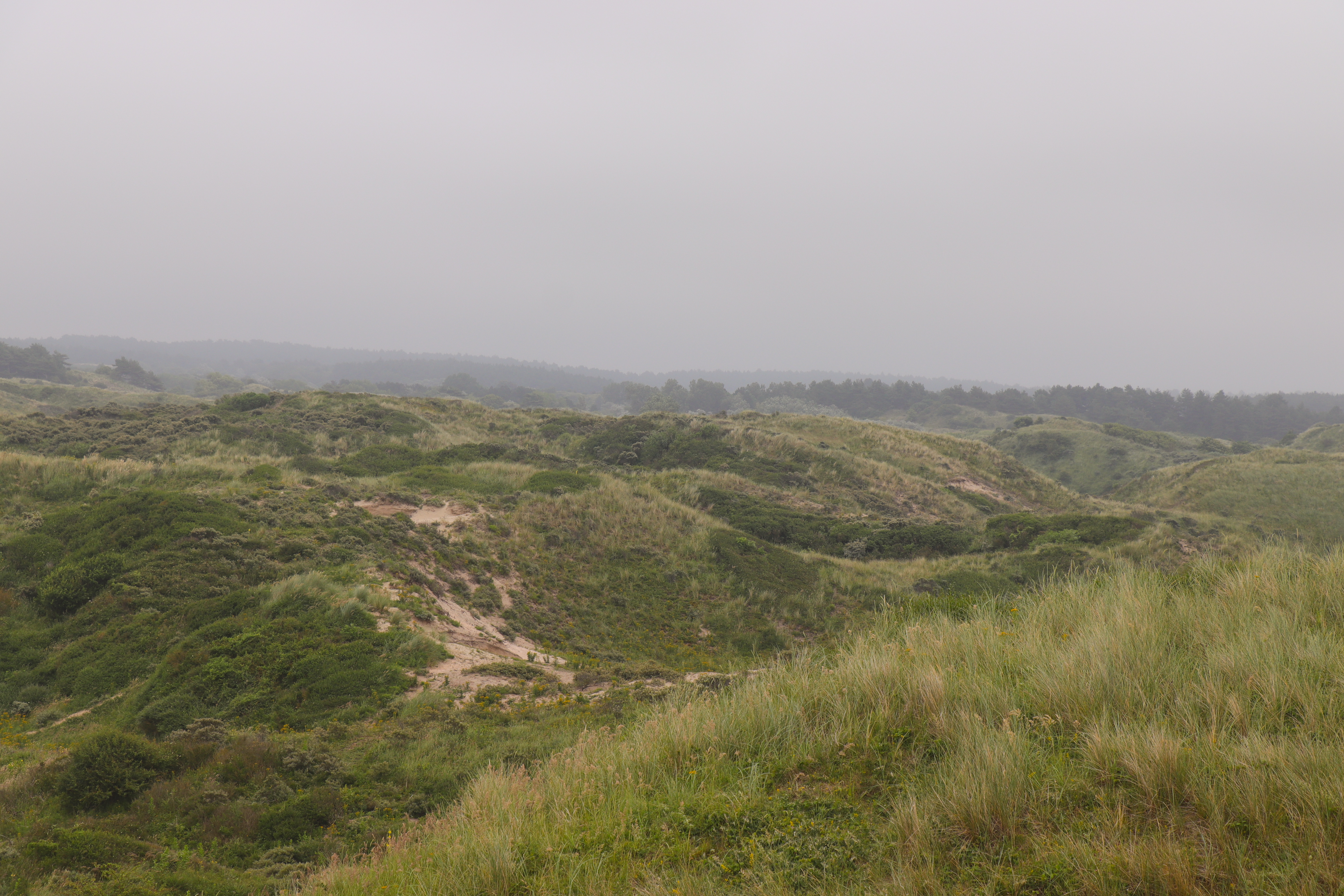 Dunenlandschaft Bloemendaal